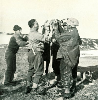 Ponny tar whisky, 8 februari 1911, 1913 av Herbert Ponting