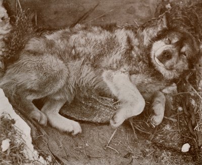 Level Malingering, C17101218, 1917 av Herbert Ponting