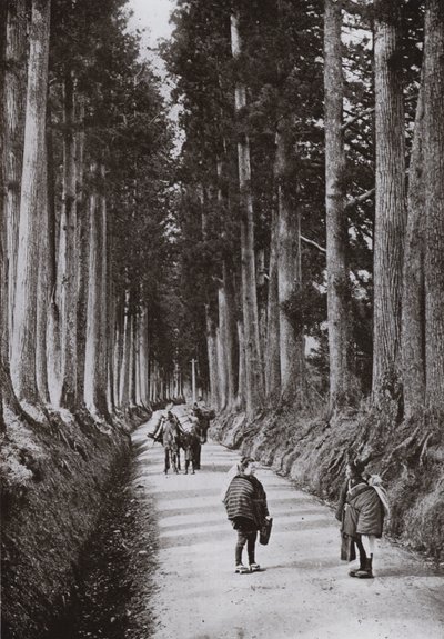 Cryptomerias Avenue på Nikko (s/v foto) av Herbert Ponting