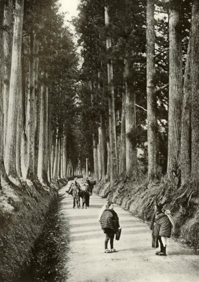 Cryptomerias i Nikko, 1910. av Herbert Ponting