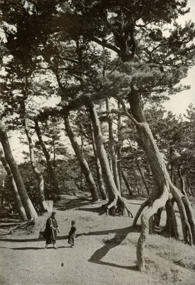 Tallarna i Shizu-Ura, 1910. av Herbert Ponting