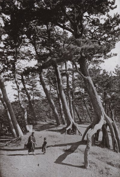 The Pines of Shizu-ura (s/v foto) av Herbert Ponting