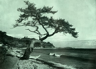 Trädet och vågen, 1910. av Herbert Ponting