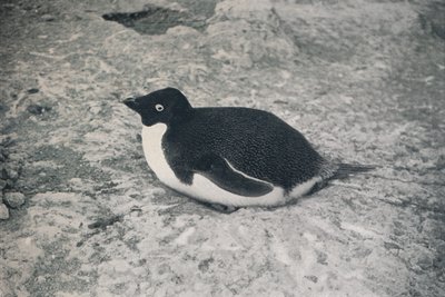 This One Hasnt., c1911, 1913 av Herbert Ponting