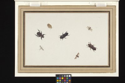 Studie av skalbaggar och malar (gouache och akvarell på vitt nederländskt papper) av Herman Henstenburgh