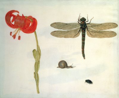 Studie av en röd tigerlilja, en snigel, en skalbagge och en trollslända (gouache på veläng) av Herman Henstenburgh