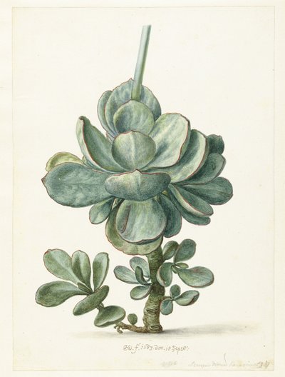 Suckulent växt (Cotyledon orbiculata?) av Herman Saftleven