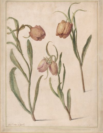 Studie av tre fritillare, 1683. av Herman Saftleven the Younger
