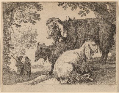 Angora får av Herman van Swanevelt