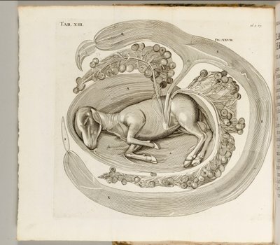 Ett djur i livmodern, 1738 av Hieronymus Fabricius ab Aquapendente