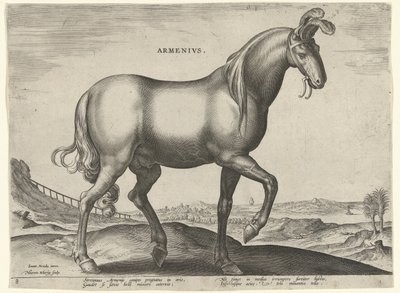 Häst från Armenien (Armenius) Armenier (titel på objekt) Hästaraser från Royal Stables of Don Juan of Austria (serietitel) Equile Ioannis Austriaci Caroli (serietitel) av Hieronymus Wierix