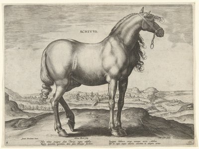 Häst från Grekland (Achivus) Achivvs (titel på objekt) Hästaraser från Royal Stables of Don Juan of Austria (serietitel) Equile Ioannis Austriaci Caroli (serietitel) av Hieronymus Wierix