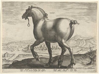 Häst från Sachsen Saxo (titel på objekt) Hästaraser från Royal Stables of Don Juan of Austria (serietitel) Equile Ioannis Austriaci Caroli (serietitel) av Hieronymus Wierix
