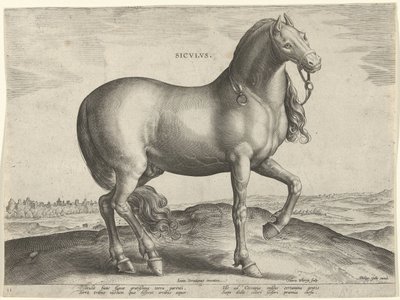 Häst från Sicilien (Siculus) Sicvlvs (titel på objekt) Hästaraser från Royal Stables of Don Juan of Austria (serietitel) Equile Ioannis Austriaci Caroli (serietitel) av Hieronymus Wierix