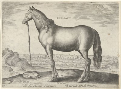 Häst från Thessalien (Thessalos) Thessalvs (titel på objekt) Hästaraser från Royal Stables of Don Juan of Austria (serietitel) Equile Ioannis Austriaci Caroli (serietitel) av Hieronymus Wierix