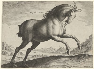 Häst av rasen Equus Regius (den kungliga) Eqvvs Regivs (titel på objekt) Hästaraser från Royal Stables of Don Juan of Austria (serietitel) Equile Ioannis Austriaci Caroli (serietitel) av Hieronymus Wierix