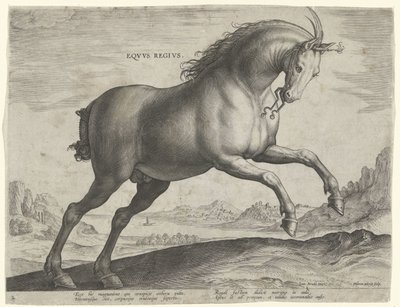 Häst av rasen Equus Regius (den kungliga) Eqvvs Regivs (titel på objekt) Hästaraser från Royal Stables of Don Juan of Austria (serietitel) Equile Ioannis Austriaci Caroli (serietitel) av Hieronymus Wierix