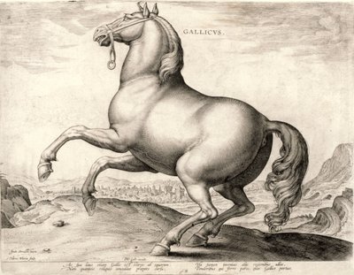 Gallicus från serien Hästar från stallet av Don Juan av Österrike (gravyr på väv) av Hieronymus or Jerome Wierix