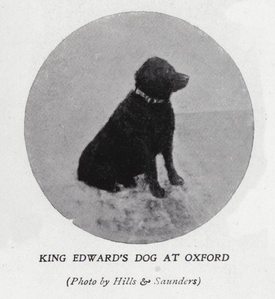 Kung Edward VII:s hund vid Oxford University (s/v foto) av Hills and Saunders