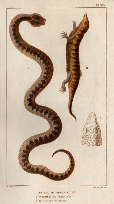Aesping eller Red Vipere, Skink från apotek, hans huvud sett ovan.” Fauna des Mdecins eller historia om djur och deras produkter av Hippolyte Cloquet” - Volym 6 - 1825. av Hippolyte Cloquet