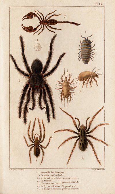 Butikernas Amardille, Skabbens Sascopte, Tarantula, Araignee av scavar, Mygale, Skorpionen. av Hippolyte Cloquet