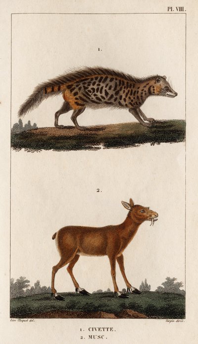 Civet och mysk." "Fauna des Mdecins eller historia om djur och deras produkter av Hippolyte Cloquet" - Volym 6 - 1825. av Hippolyte Cloquet