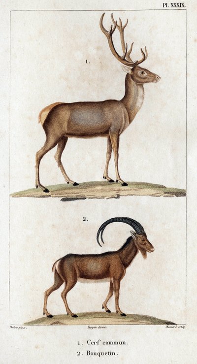 Hjortar och stenbockar." "Fauna des Mdecins eller historia av djur och deras produkter av Hippolyte Cloquet" - Volym 6 - 1825. av Hippolyte Cloquet