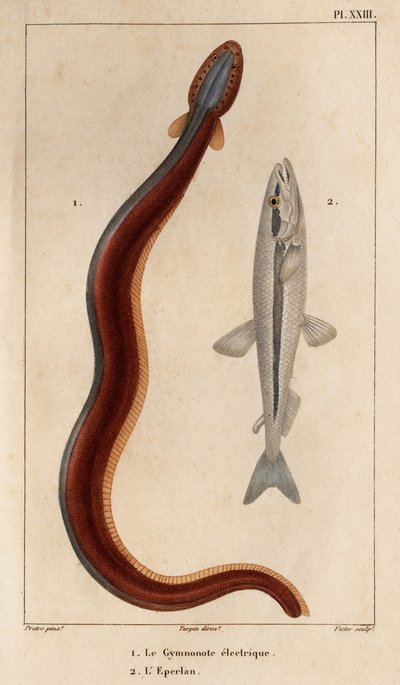 Electric Gymnonote and Smelt.” Fauna des Mdecins eller historia om djur och deras produkter av Hippolyte Cloquet” - Volym 6 - 1825. av Hippolyte Cloquet