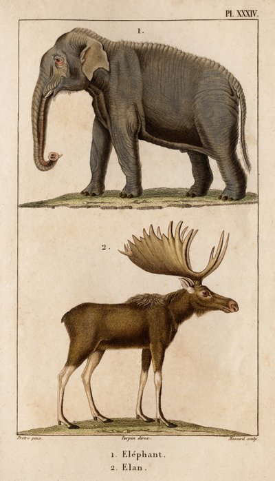 Elephant and Elan." "Fauna des Mdecins eller historia om djur och deras produkter av Hippolyte Cloquet" - Volym 6 - 1825. av Hippolyte Cloquet