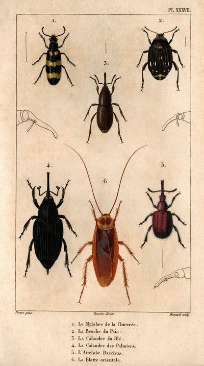 Cikoriamylabra, ärtvivel, vetegaller, palmgallret, Hitch Bacchus, orientaliska kackerlackan i ""Fauna of Doctors or the History of Animals and their Products by Hippolyte Cloquet"" - Volym 6 - 1825. av Hippolyte Cloquet