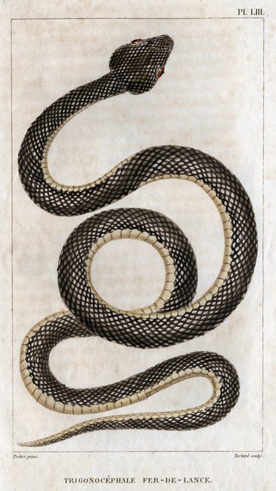 Representation av Trigonocephale - Spjutspets: reptil. Tallrik från "" läkarnas fauna eller djurens historia och deras produkter" av Hippolyte Cloquet