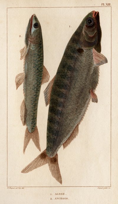 Shad and Ansjovis." "Fauna des Mdecins eller historia om djur och deras produkter av Hippolyte Cloquet" - Volym 6 - 1825. av Hippolyte Cloquet