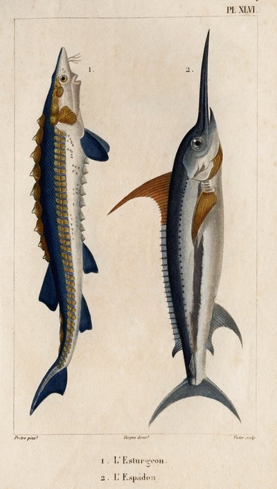 Stör och svärdfisk." "Fauna des Médecins eller historia om djur och deras produkter av Hippolyte Cloquet" - Volym 6 - 1825. av Hippolyte Cloquet