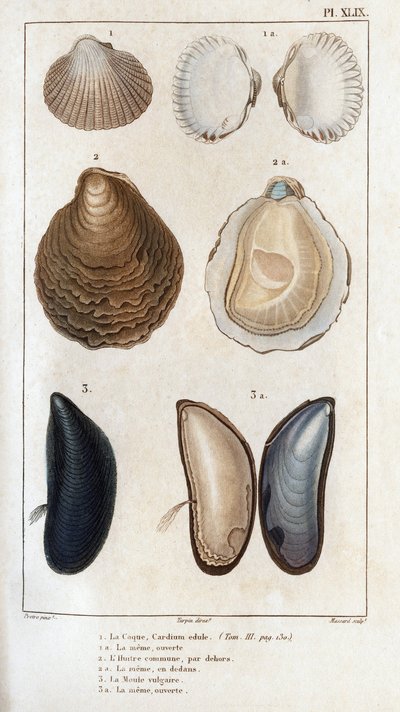 Skrovet, samma öppna, det vanliga ostronet, samma öppna, det vulgära mögeln, samma öppna." Läkarfauna eller djurens historia och deras produkter av Hippolyte Cloquet”” - av Hippolyte Cloquet