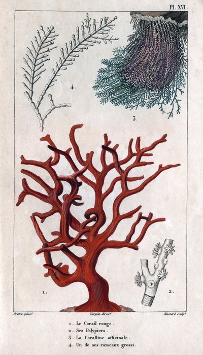 Den röda korallen, dess polypier, Coralline officinale, en av de grova grenarna. i "" Fauna of the Docks or History of Animals and their Products by Hippolyte Cloquet"" - Volym 6 - 1825. av Hippolyte Cloquet