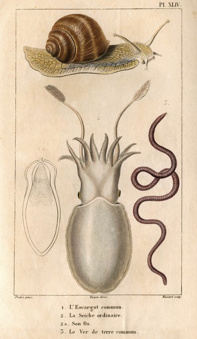 Den vanliga snigeln, den vanliga bläckfisken, dess ben, den vanliga daggmasken. i "" Fauna of the Docks eller historia av djur och deras produkter av Hippolyte Cloquet""" - Volym 6 - 1825. av Hippolyte Cloquet