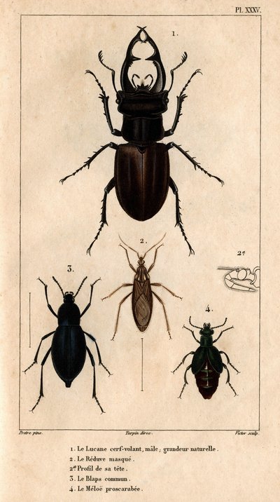 Den manliga drakens takfönster, naturlig storlek, Reduve-masken, de vanliga blapsen, proscarabee Meloe i "" Fauna av läkarna eller historia av djur och deras produkter av Hippolyte Cloquet"" - Volym 6 - 1825. av Hippolyte Cloquet
