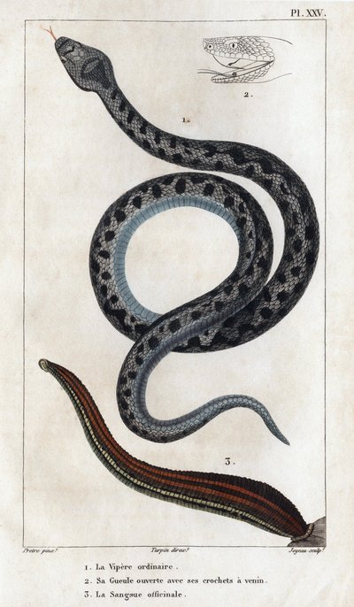 Den vanliga huggormen, hans mun öppen med huggtänderna ett gift, officinale Sangue." av Hippolyte Cloquet