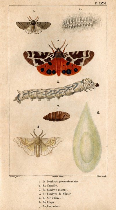 Procession Bombyce, dess larv, Marten Bombyce, Murier Bombyce, Silk Worm, dess skrov, dess chrysalide.in "" Fauna of the Doctors or history of animals and their products by Hippolyte Cloquet"" - av Hippolyte Cloquet