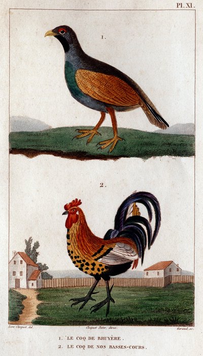 Bruyeres tupp och tuppen på våra låga banor.”” Fauna des Mdecins eller historia om djur och deras produkter av Hippolyte Cloquet” - Volym 6 - 1825. av Hippolyte Cloquet