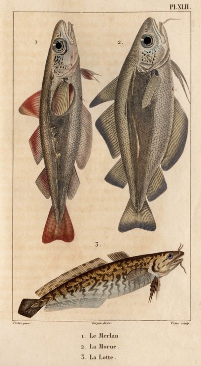 Vilingen, torsken och laken.” Fauna des Mdecins eller historia om djur och deras produkter av Hippolyte Cloquet” - Volym 6 - 1825. av Hippolyte Cloquet