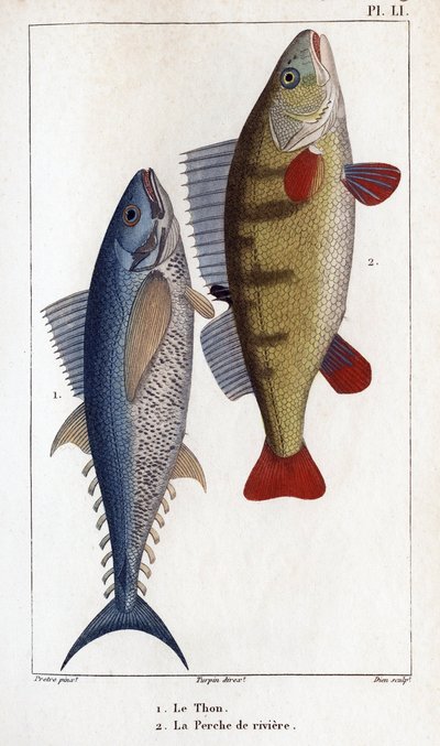 Tonfisk och flodabborre.”” Läkarfauna eller djurens historia och deras produkter av Hippolyte Cloquet”” - av Hippolyte Cloquet