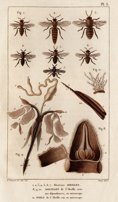 Olika bin." "Fauna des Mdecins eller historia om djur och deras produkter av Hippolyte Cloquet" - Volym 6 - 1825. av Hippolyte Cloquet