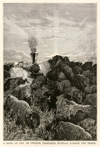 En flock på tio eller tolv tusen bufflar spärrade banan, från Around the World in Eighty Days av Jules Verne (1828-1905), graverad av Louis Prevost, 1873 av Hippolyte Leon Benett