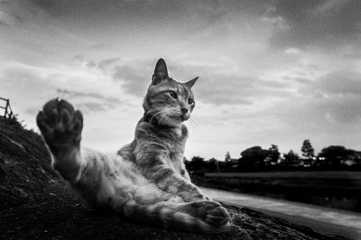 Sträckning med nyfiken kattfot av Hiroaki Kuroda