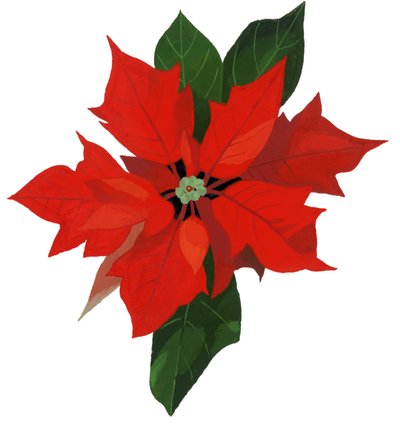 Julstjärna av Hiroyuki Izutsu