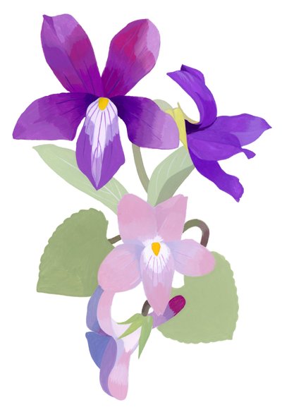 Viola mandshurica av Hiroyuki Izutsu