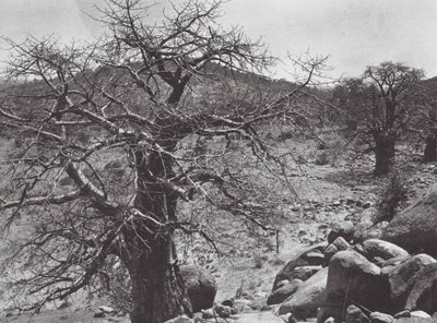 Afrika: Baobabträd, Dar Nuba (svartvitt foto) av Hugo Adolf Bernatzik