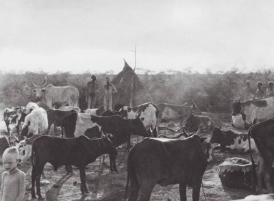 Afrika: Boskapskraal vid stranden av Bahr el Zeraf (svartvitt foto) av Hugo Adolf Bernatzik