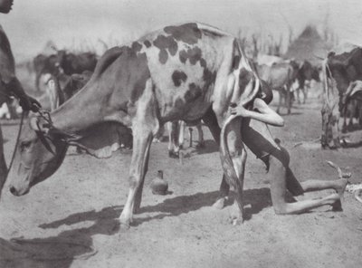 Afrika: Nordlig Dinka blåser en ko (svartvitt foto) av Hugo Adolf Bernatzik